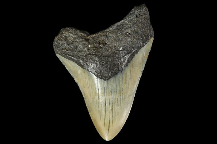 Fossil Megalodon Tooth - North Carolina #119417